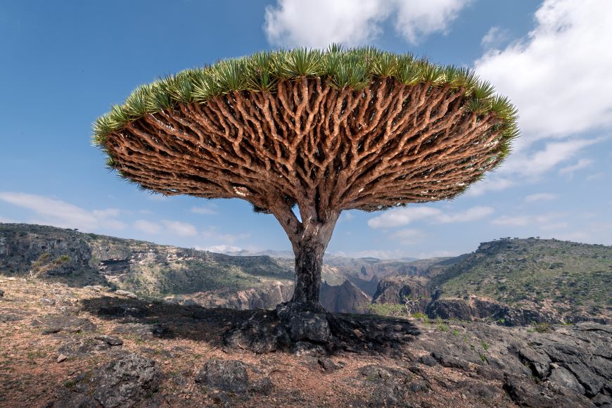 Sokotra Dragon Tree