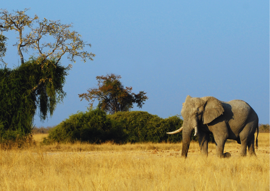 Wyprawa Botswana