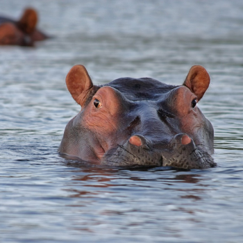 Botswana