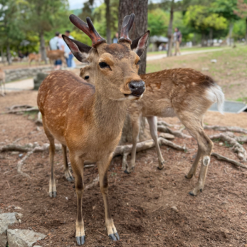 Wyprawa Japonia