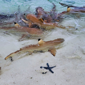 Raja Ampat