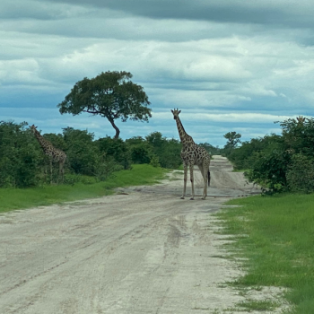 Wyprawa Botswana