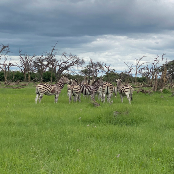 Wyprawa Botswana