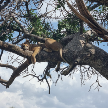 safari