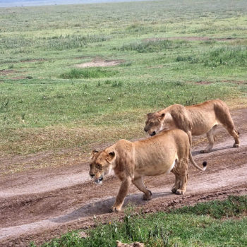 safari