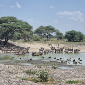 safari